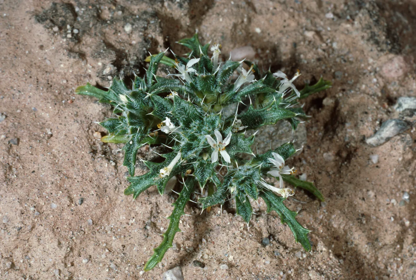 Langloisia, Box Canyon, Riverside County