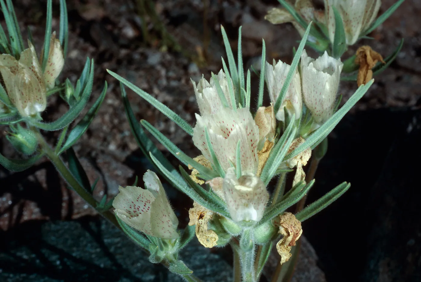 Mohavea confertiflora, Box Canyon, Riverside County