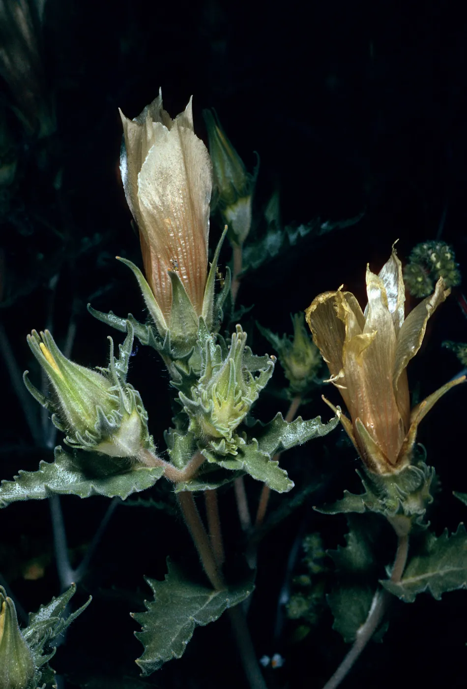 Mentzelia, Box Canyon, Riverside County