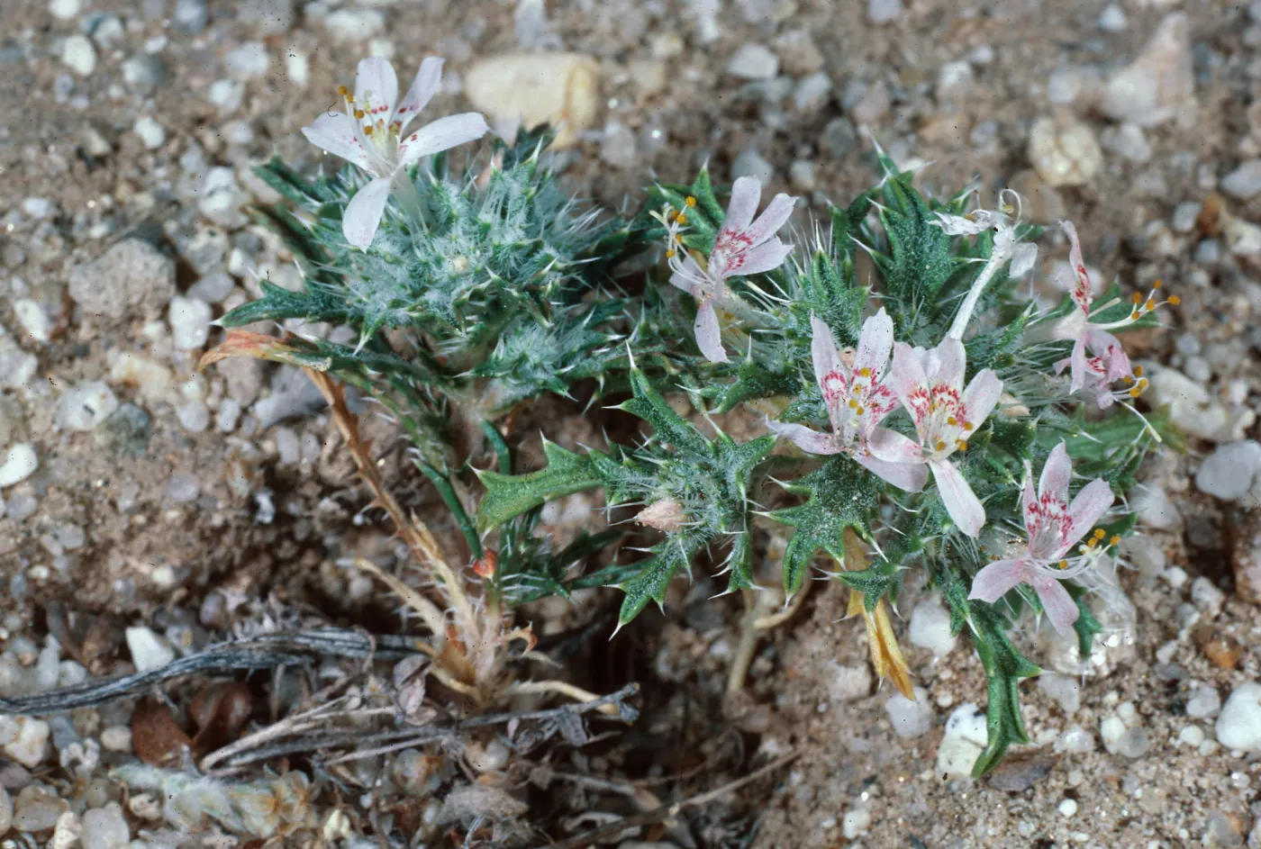 Langloisia matthewsii