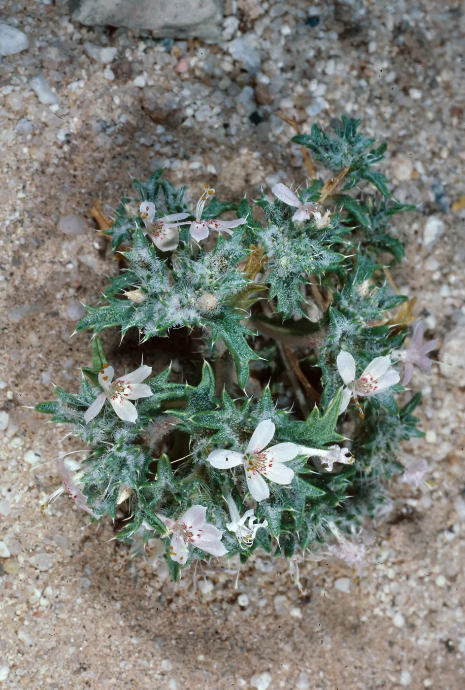 Langloisia matthewsii, Providence Mountains