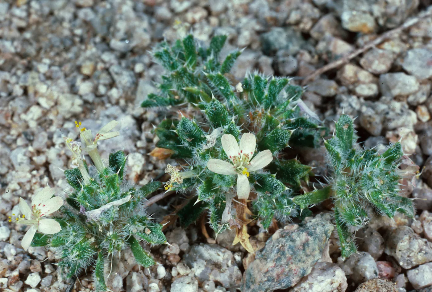 Langloisia matthewsii, Providence Mountains, San Bernardino County