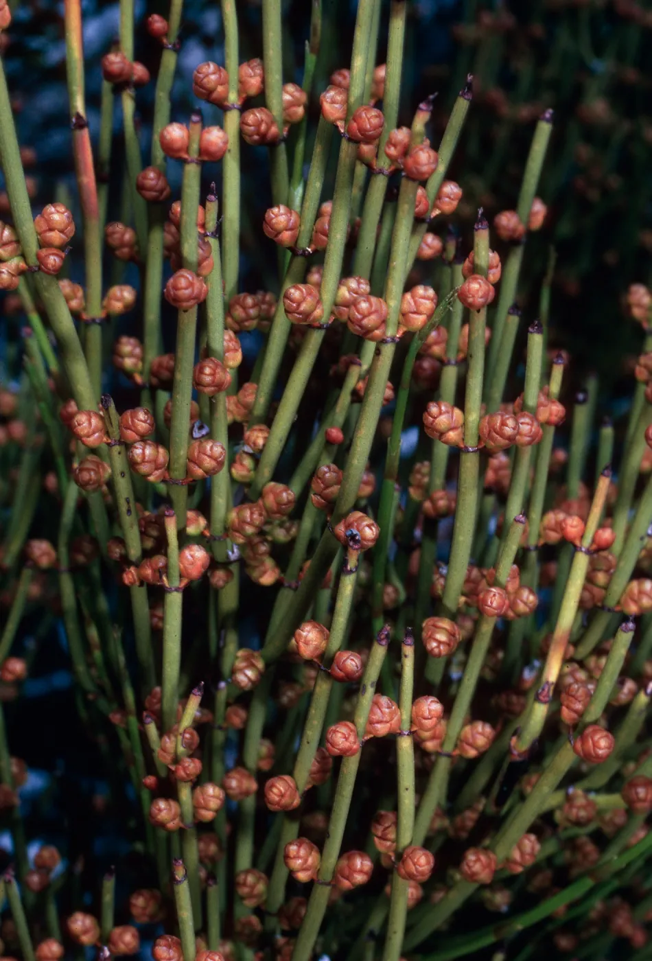 Ephedra viridis, Keystone Canyon, New York Mountains, Mojave National Preserve