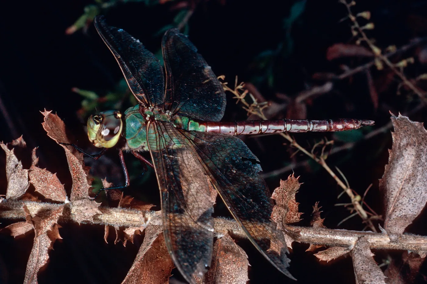 dragonfly on Haplopappus, Steckel County Park, Ventura County