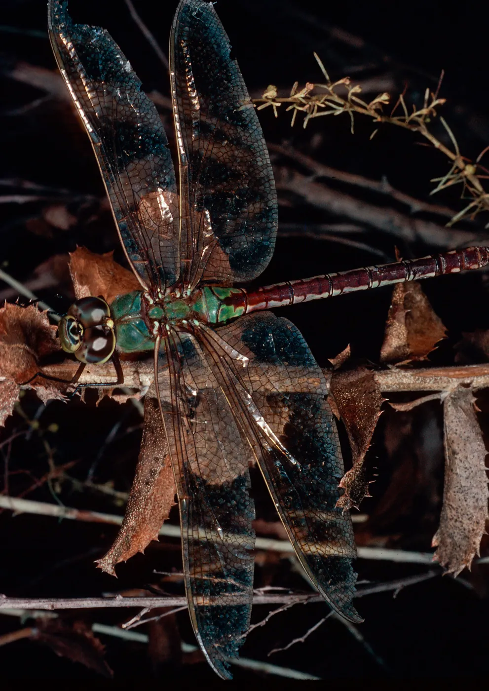 dragonfly on Haplopappus, Steckel County Park, Ventura County