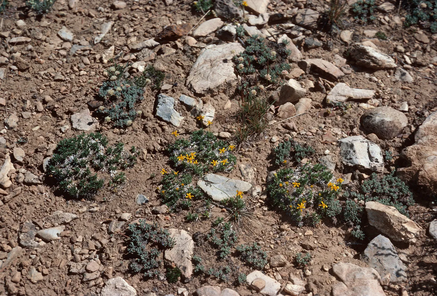 Haplopappus acaulis, Schulman Grove, White Mountains