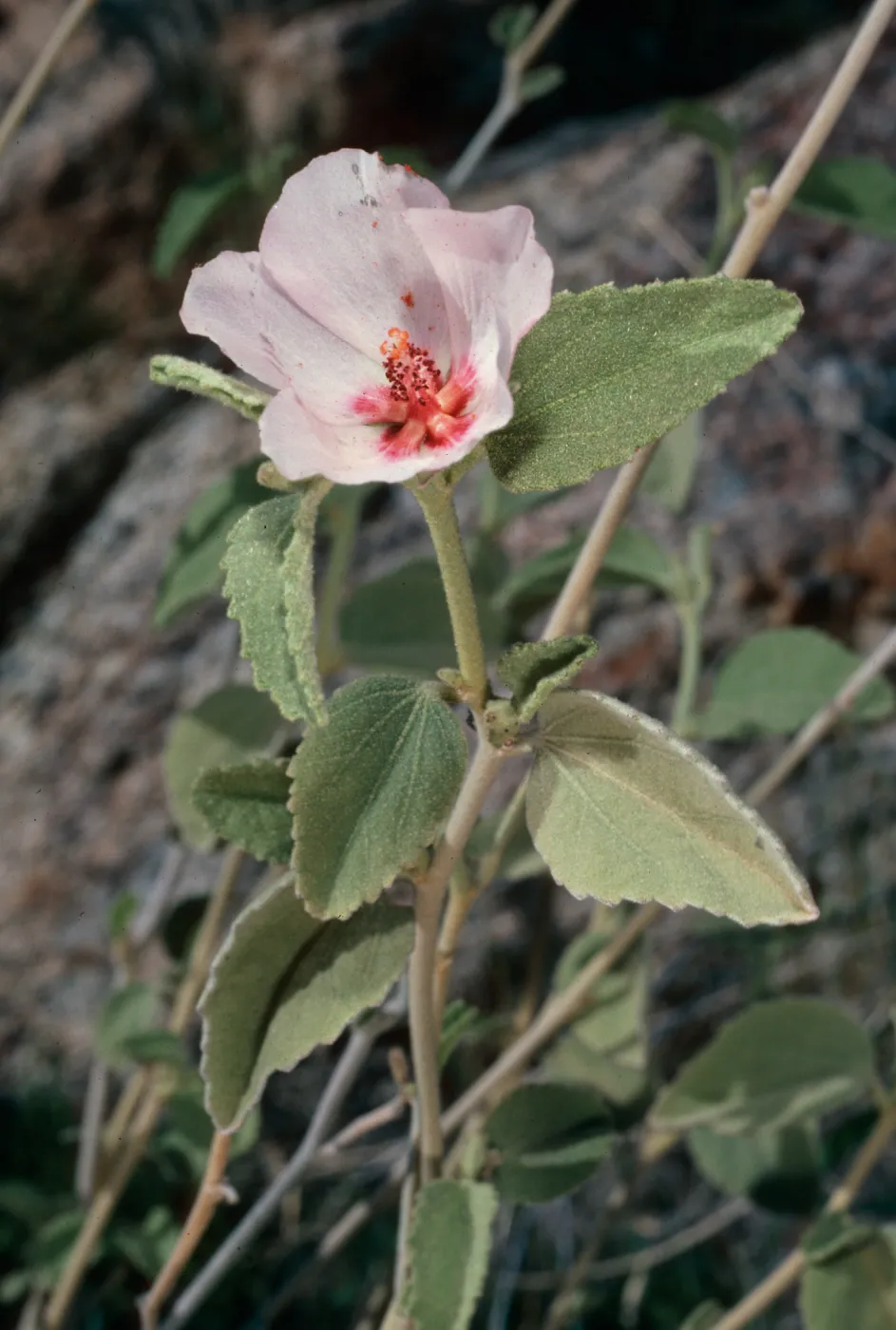 Hibiscus denudatus, Borrego Palm Canyon, Borrego Springs