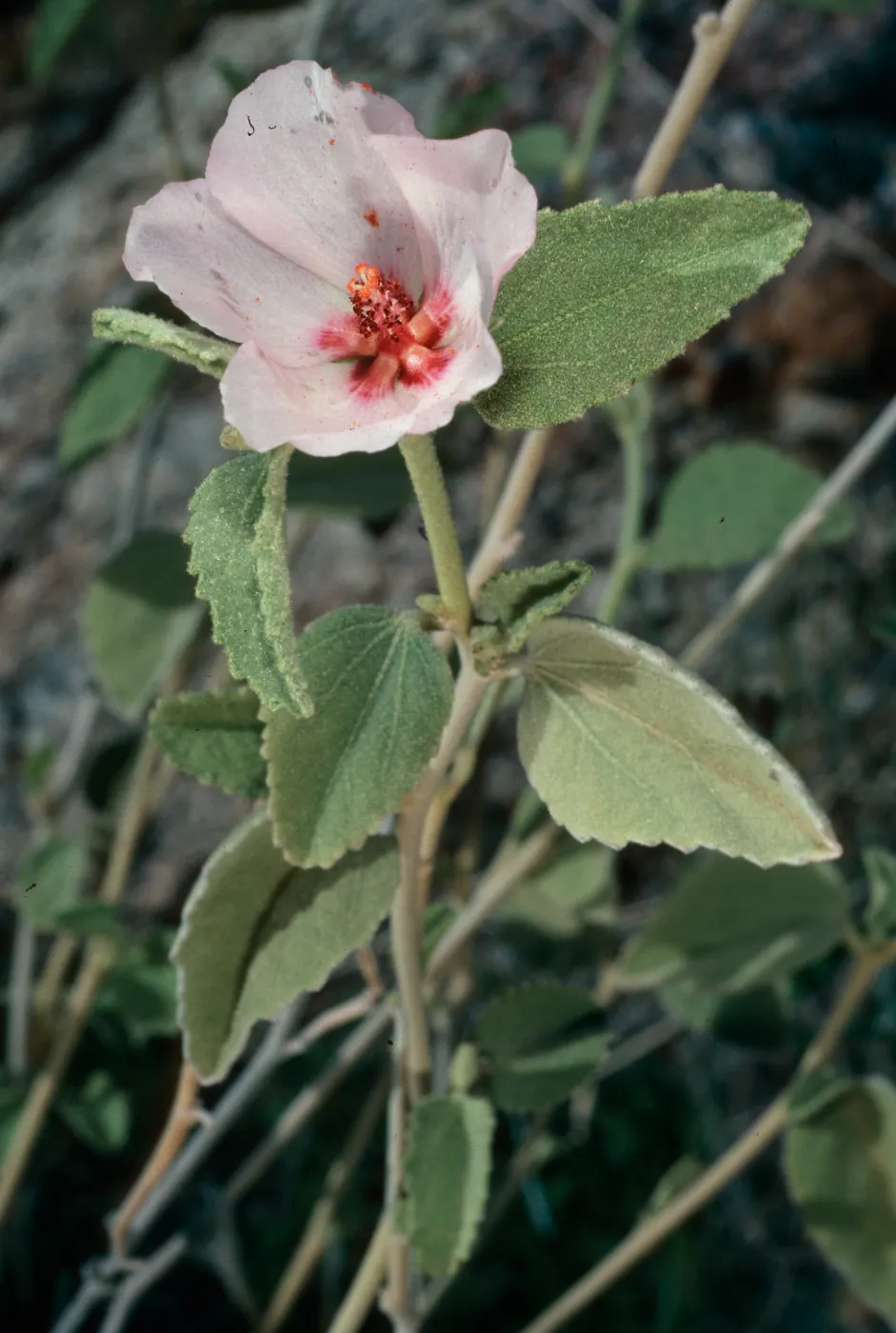 Hibiscus denudatus, Borrego Palm Canyon, Borrego Springs