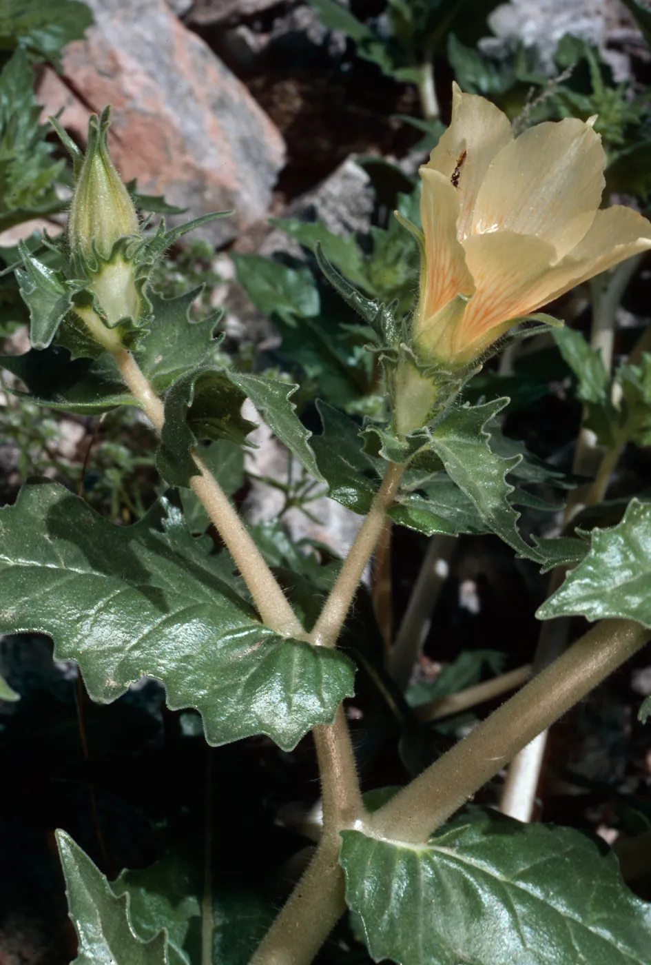 Mentzelia involucrata, Lake Cahuilla, Riverside County