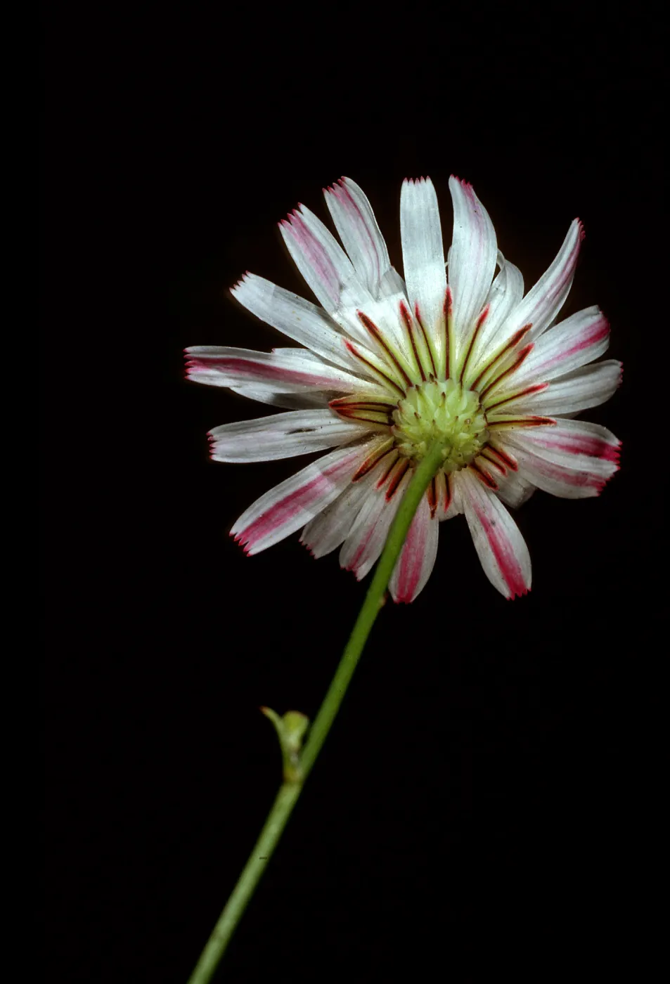 Malacothrix saxatilis x tenuifolia, West Camino Cielo, Santa Barbara County