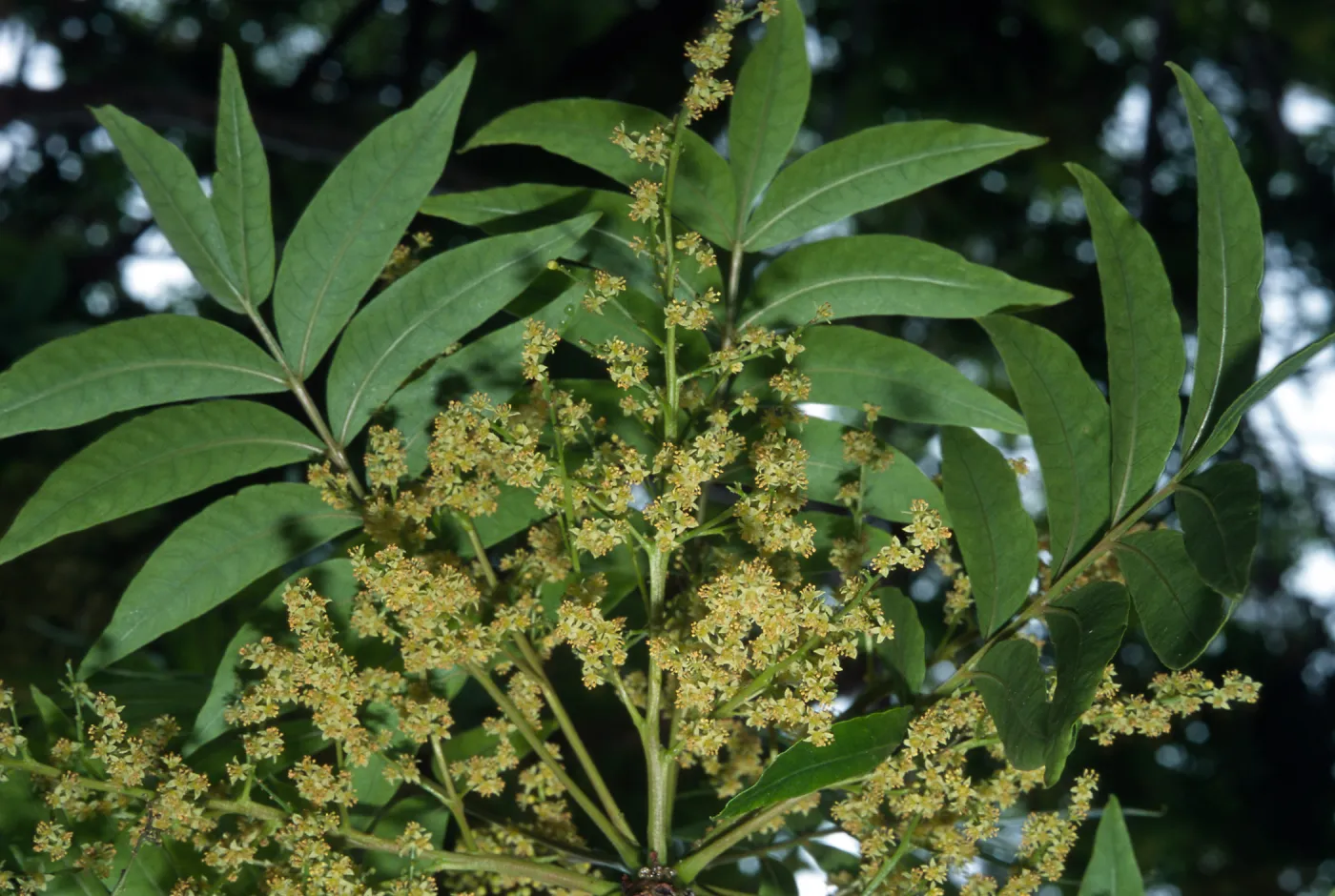 Schinus terebinthifolius, University of California Santa Barbara