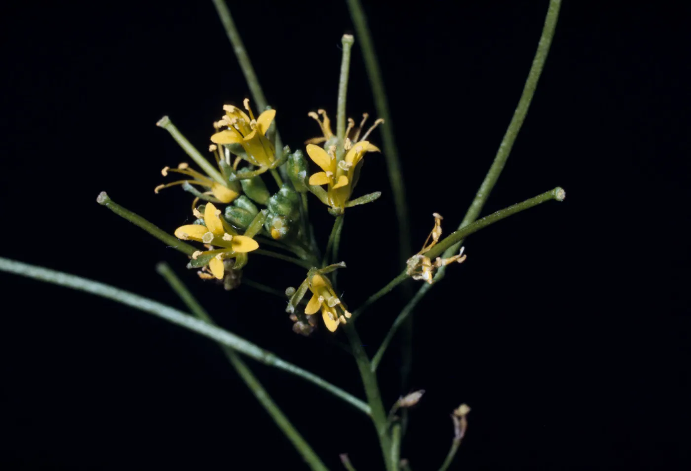 Sisymbrium irio, Collection No. 2206, Sage Hens Ranch, Elevation 1000 feet, Victorville, San Bernardino County