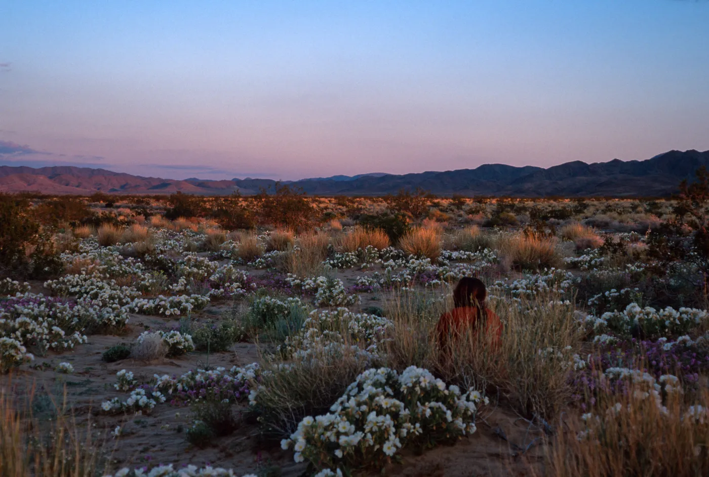 desert landscape, 15 miles East of 29 Palms, San Bernardino County