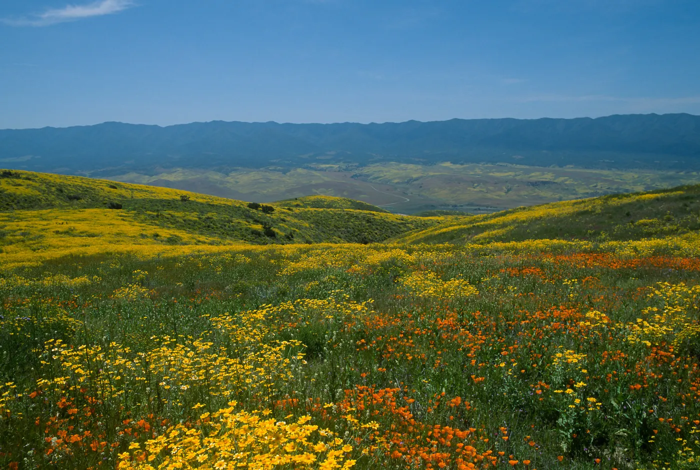Wildflowers, Caliente Mountains