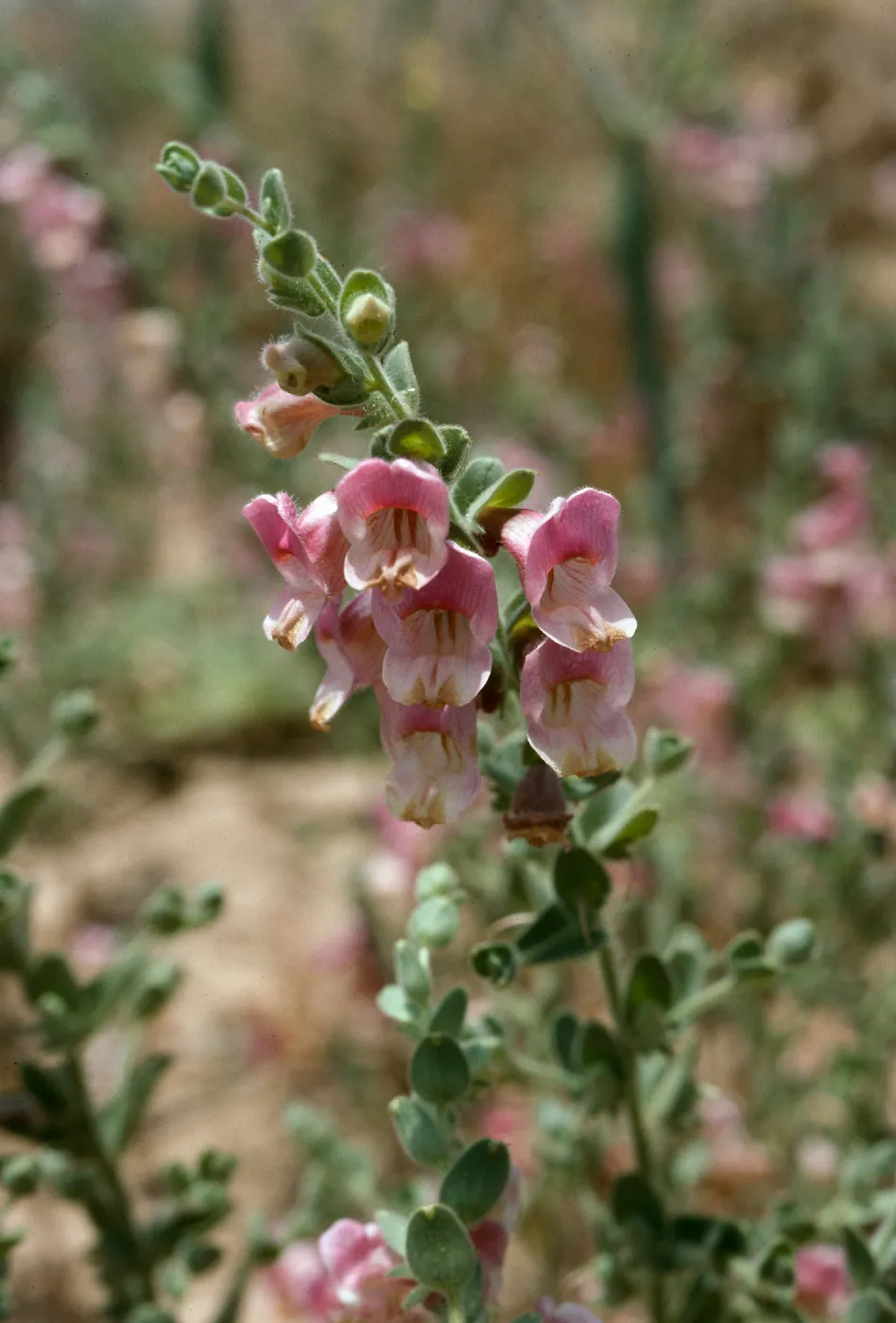 Antirrhinum ovatum, Caliente Ridge