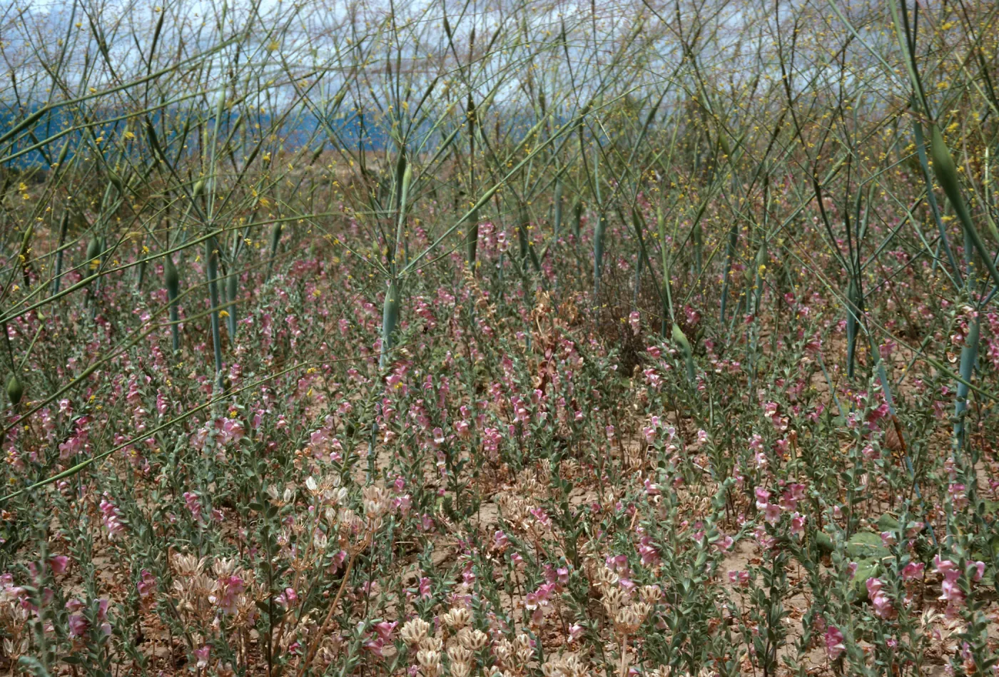 Antirrhinum ovatum, Caliente Ridge