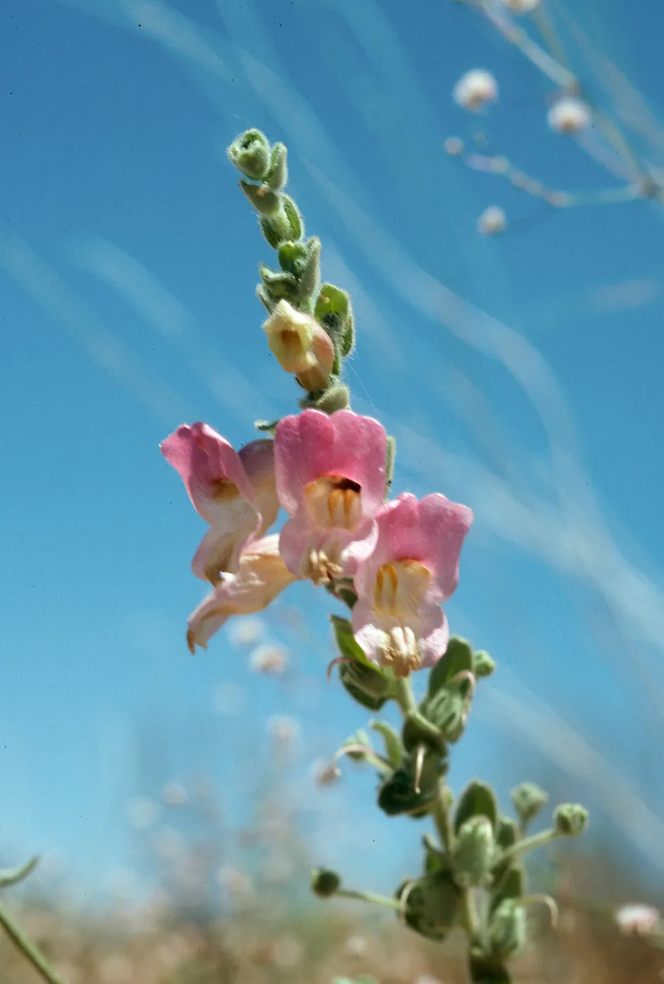Antirrhinum ovatum, Caliente Ridge