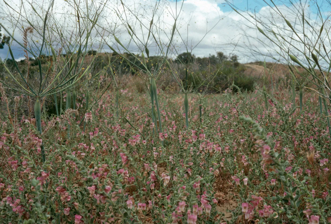 Antirrhinum ovatum, Caliente Ridge