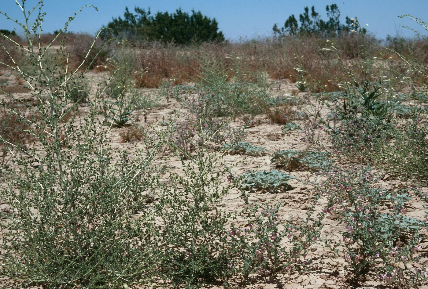 Antirrhinum ovatum, Caliente Ridge