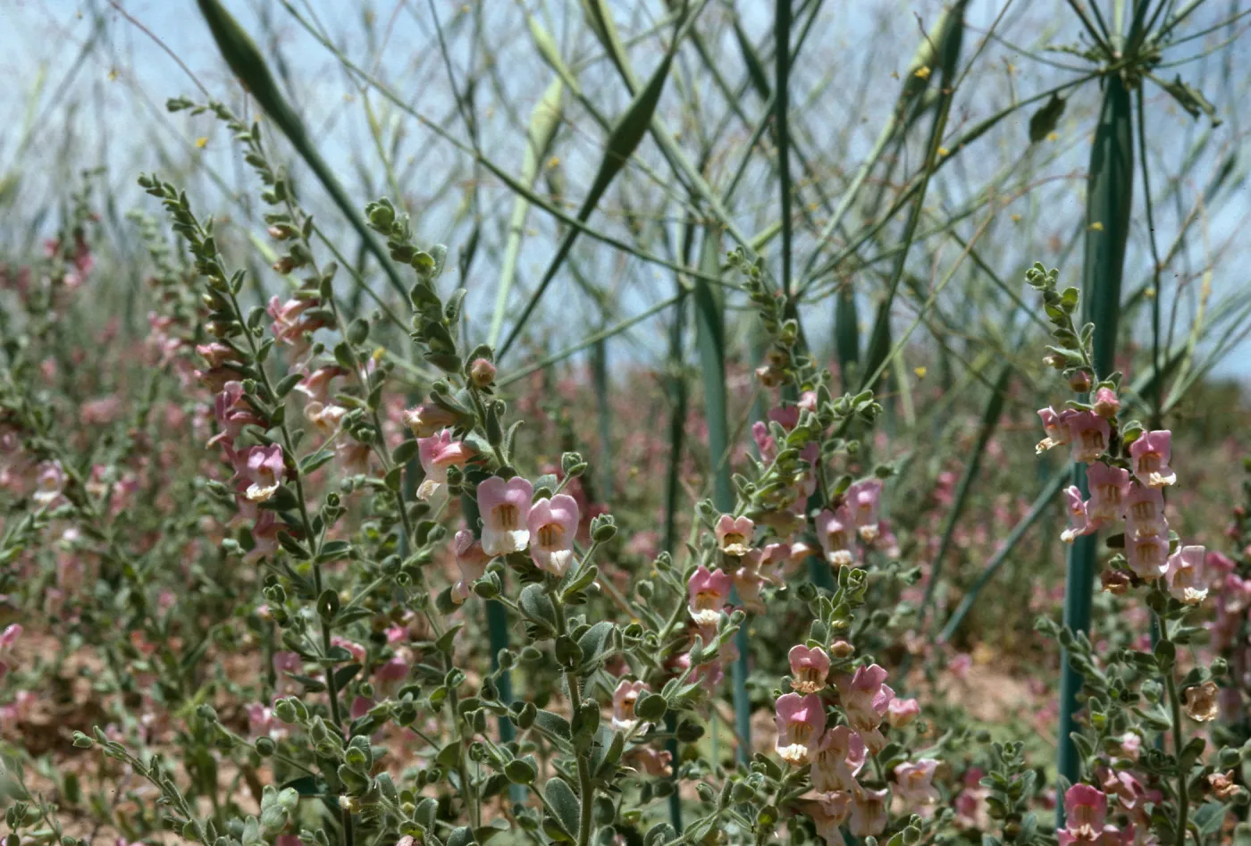 Antirrhinum ovatum, Caliente Ridge