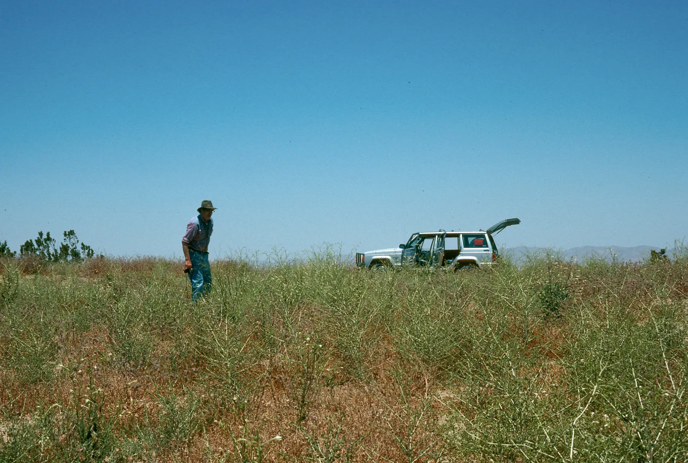 Antirrhinum ovatum, Caliente Ridge, Clif Smith