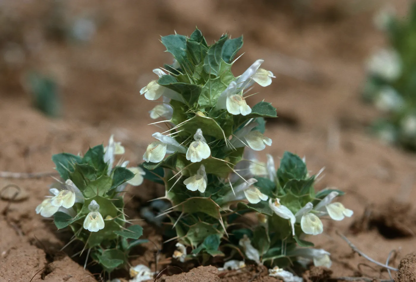 Acanthomintha obovata, Caliente Mt.