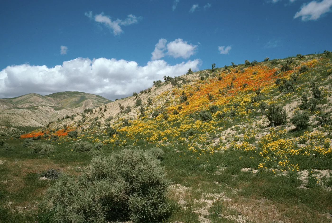 Wildflowers, Temblor Range