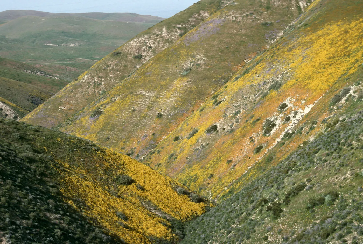 Wildflowers, Crocker Grade, East side Temblor Mountains