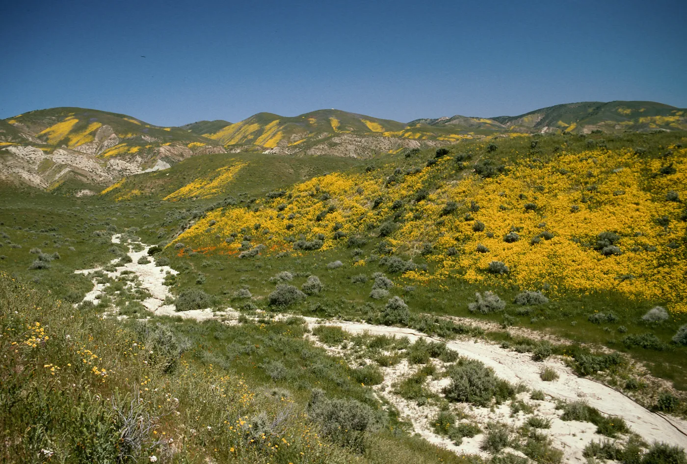 Wildflowers, Temblor Mountains