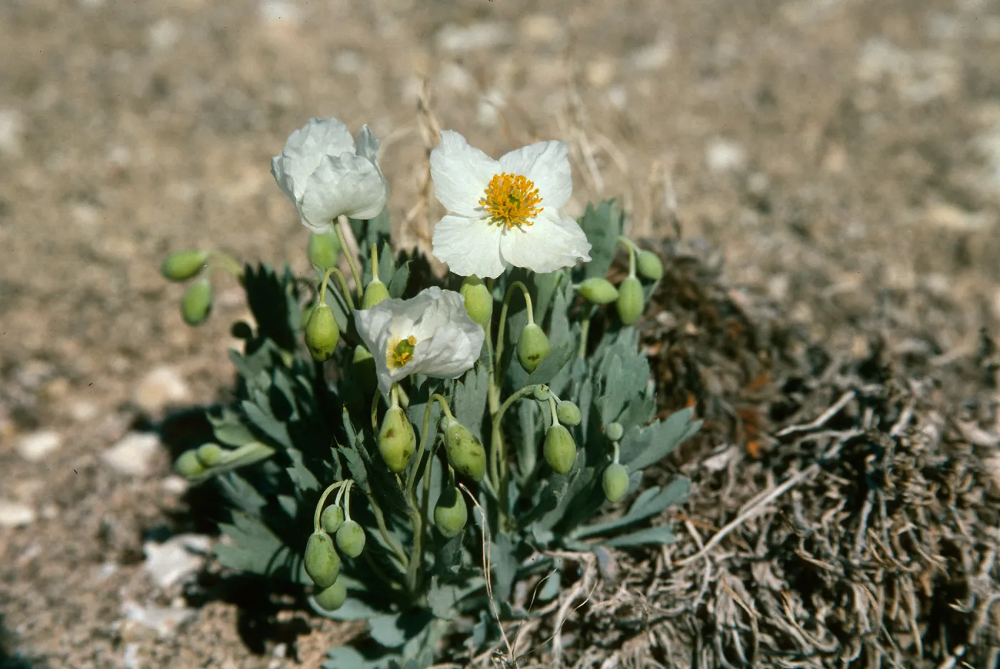 Arctomecon humilis, Bear Poppy Preserve, Saint George