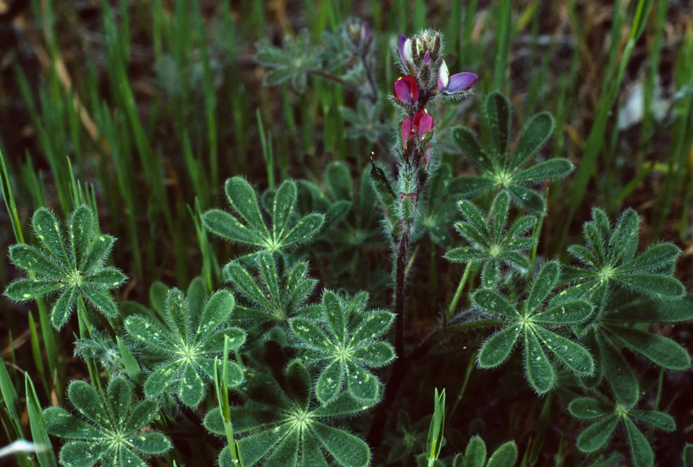 Lupinus concinnus, Santa Catalina Island