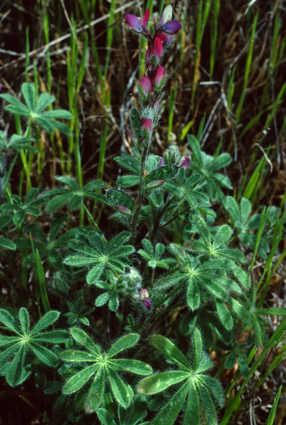 Lupinus concinnus, Santa Catalina Island