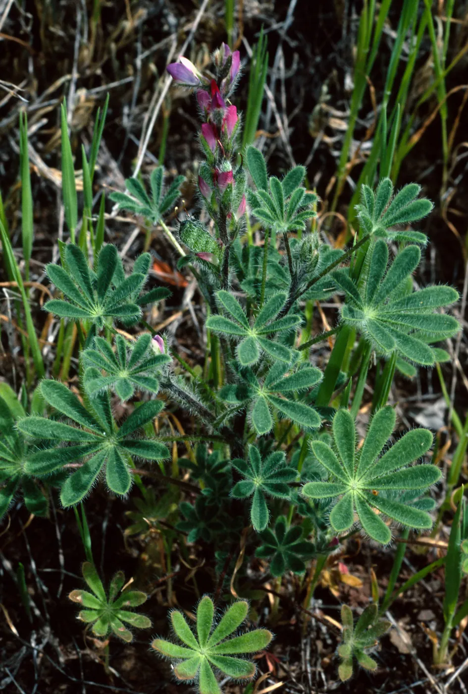 Lupinus concinnus, Santa Catalina Island