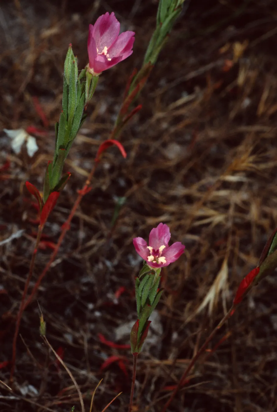 Clarkia, Santa Catalina Island