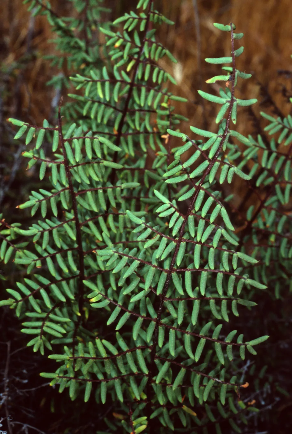 Pellaea mucronata, Santa Catalina Island