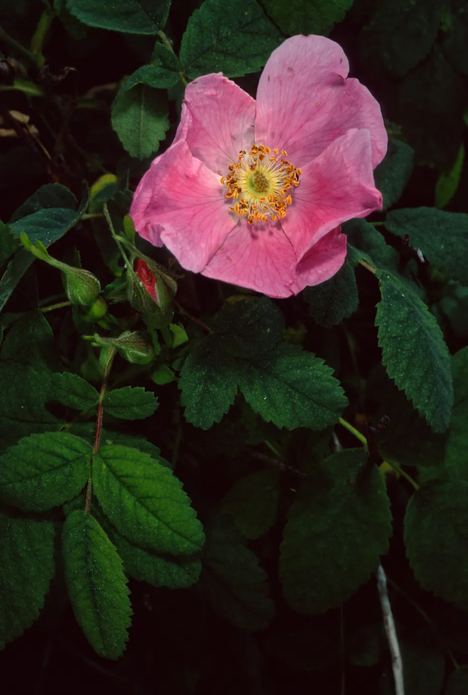 Rosa californica, Santa Catalina Island