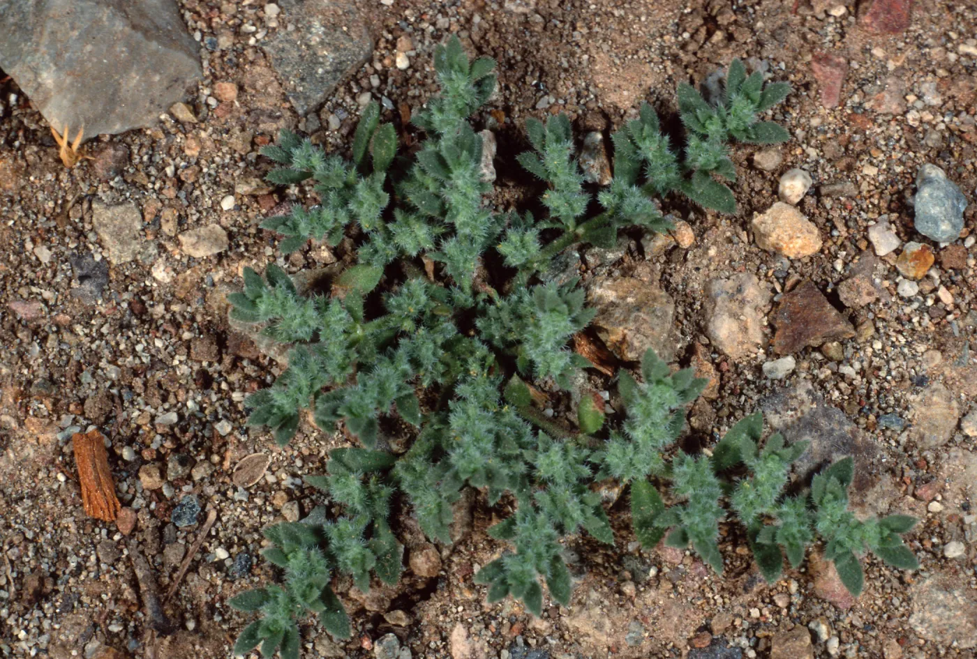 Herniaria, Santa Catalina Island