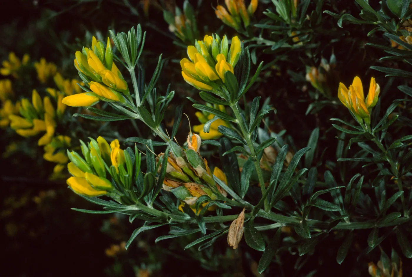 Genista linifolia, Santa Catalina Island
