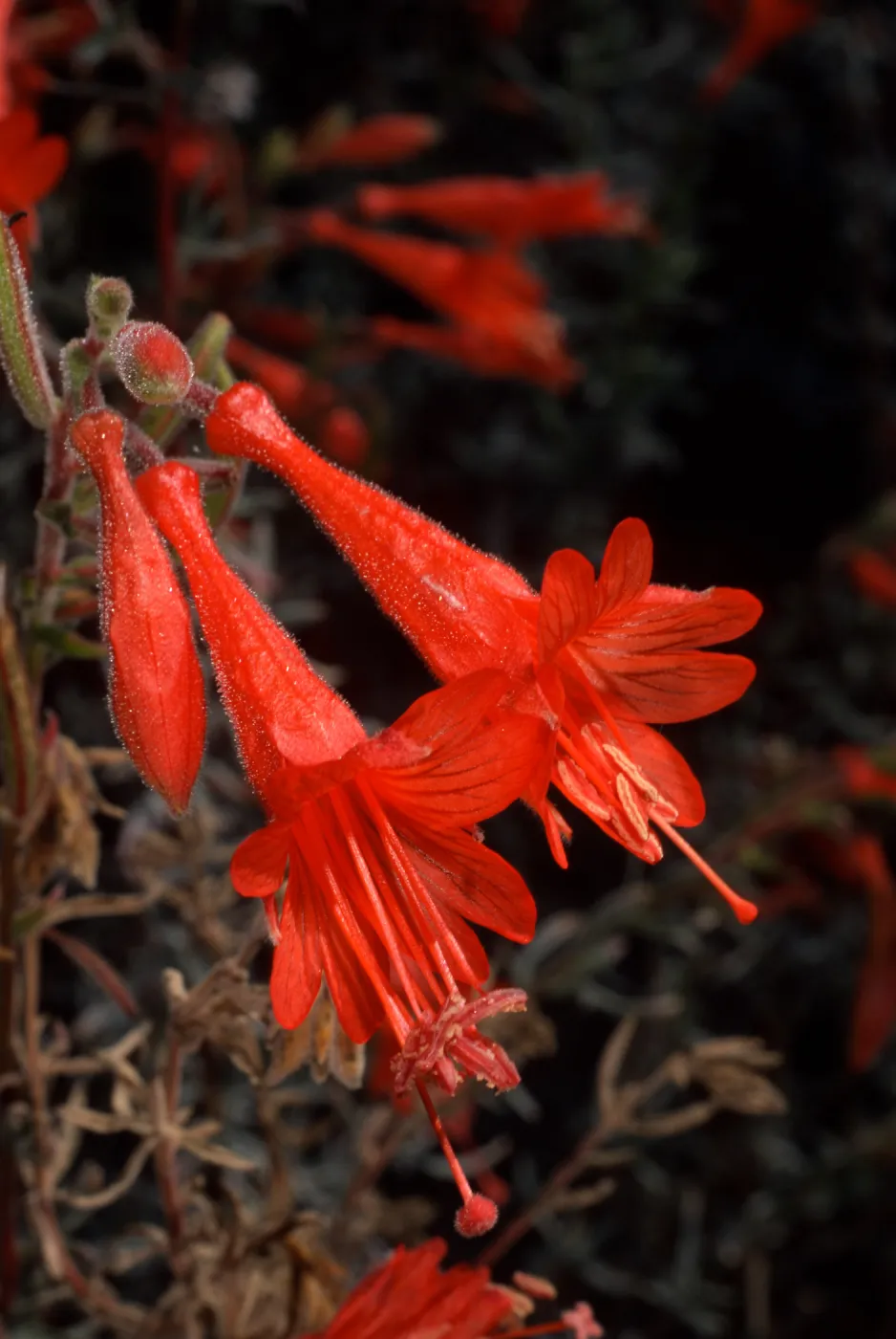 Zauschneria californica, Santa Barbara Botanic Garden