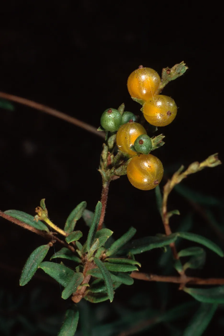 Lonicera subspicata, Santa Barbara Botanic Garden