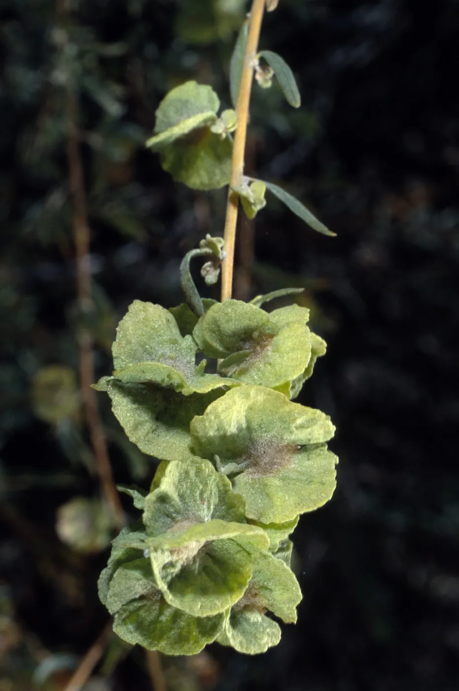 Atriplex polycarpa, Santa Barbara Botanic Garden