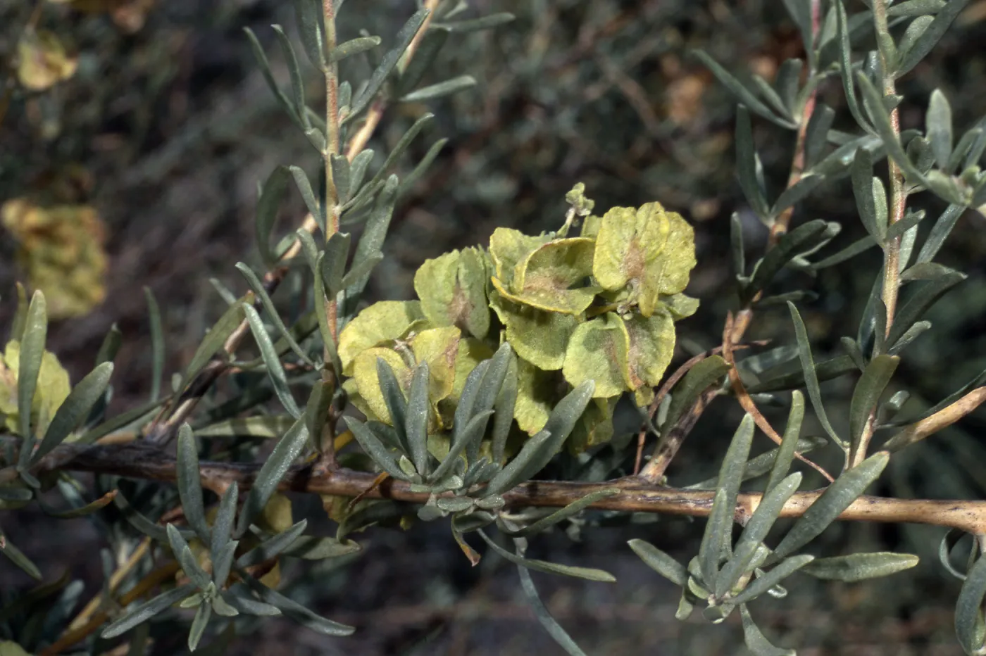 Atriplex polycarpa, Santa Barbara Botanic Garden