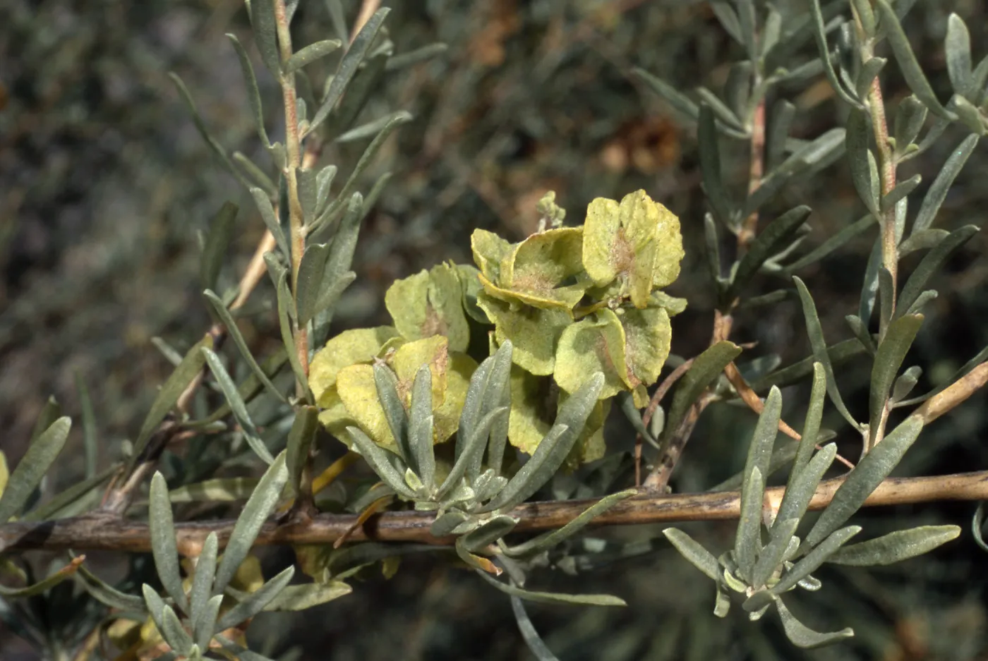 Atriplex polycarpa, Santa Barbara Botanic Garden