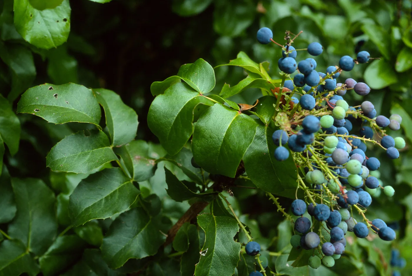Berberis pinnata insularis, Arroyo Section, Santa Barbara Botanc Garden