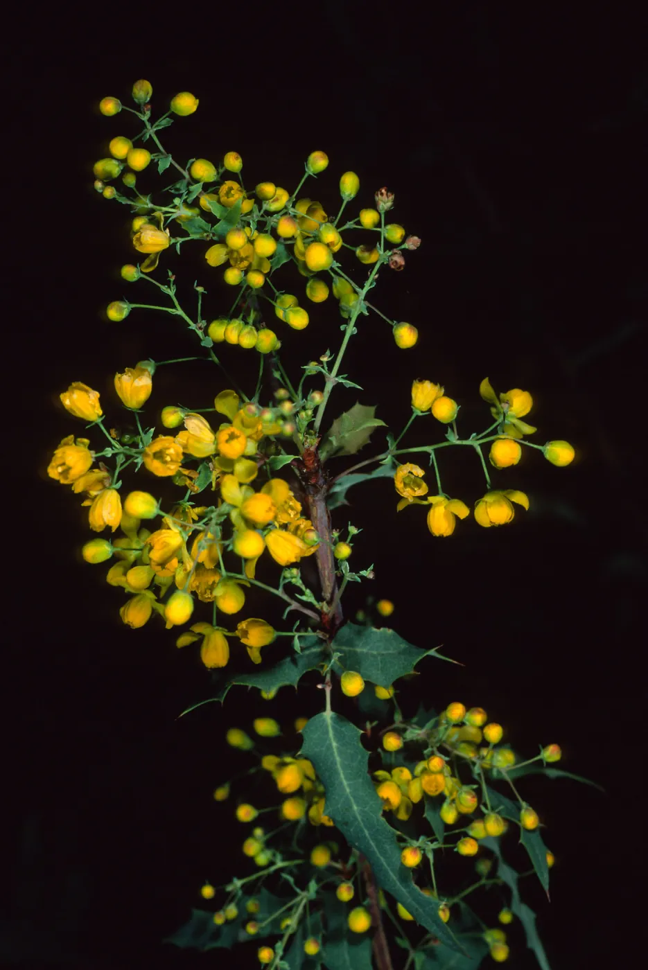 Berberis nevinii, Santa Barbara Botanc Garden