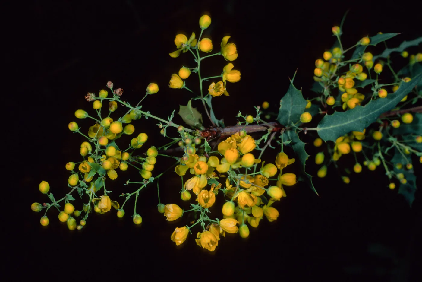 Berberis nevinii, Santa Barbara Botanc Garden