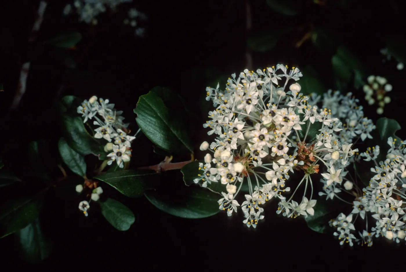 Ceanothus megacarpus insularis, Santa Barbara Botanic Garden