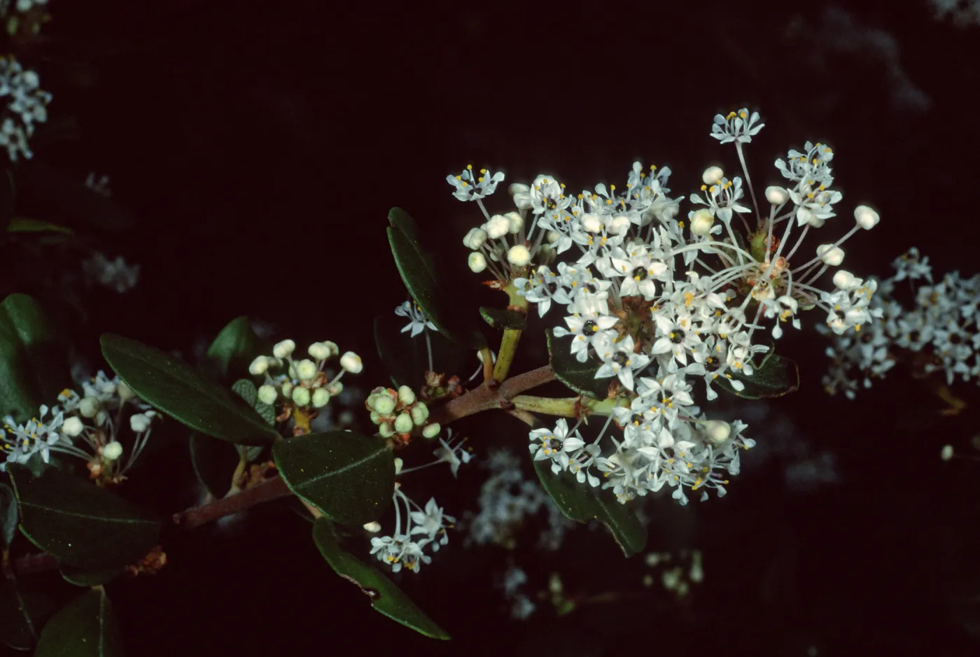 Ceanothus megacarpus insularis, Santa Barbara Botanic Garden