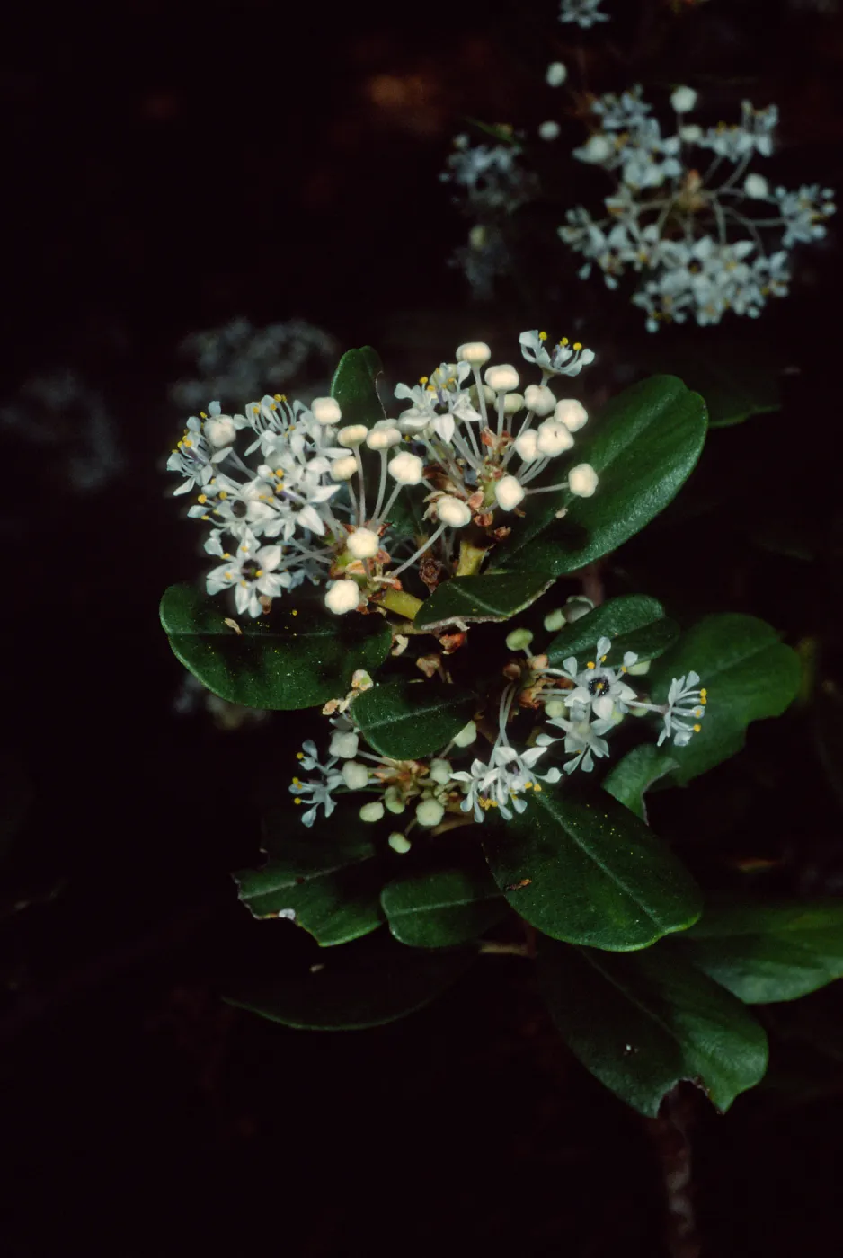 Ceanothus megacarpus insularis, Santa Barbara Botanic Garden