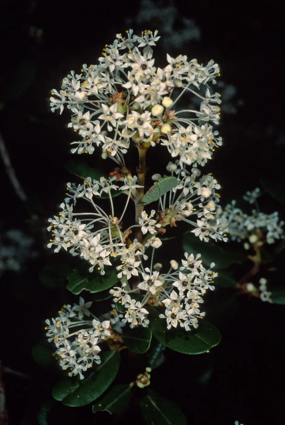 Ceanothus megacarpus insularis, Santa Barbara Botanic Garden